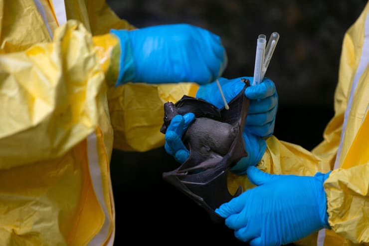 חוקרים מ גבון אוספים דגימות נגיף נגיפים מ עטלף עטלפים ב יער ג'ונגל