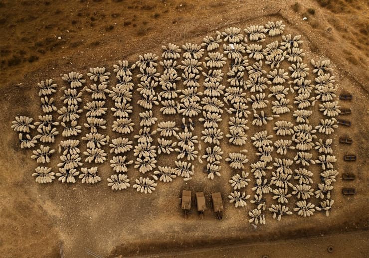 עדר כבשים מתגודד בשעת האכלה. ליד קיבוץ רמות מנשה, 25 ביולי 2020