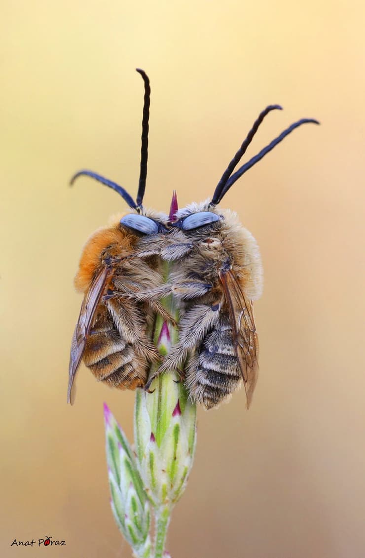 זוג דבורי בר