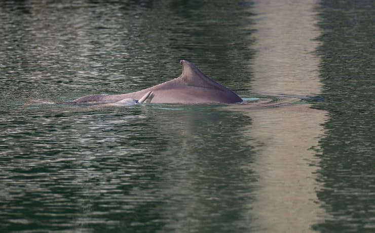 הדולפינים במפרץ אילת