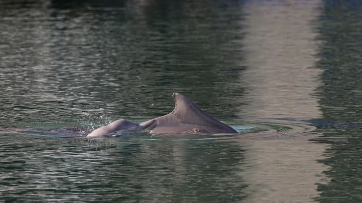 הדולפינים בהופעה ראשונה במפרץ אילת