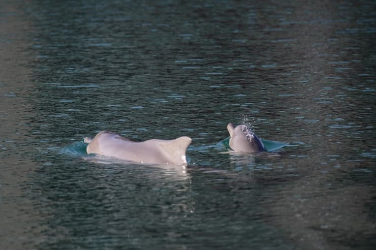 דולפין אחד בוגר ושני צעיר