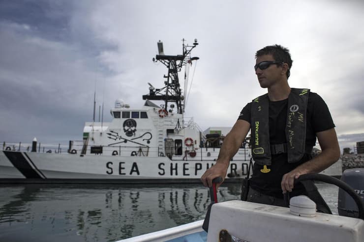  פעיל ארגון למען בעלי חיים Sea Shepherd ב מפרץ קליפורניה שב מקסיקו 