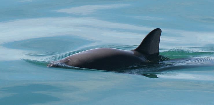 ואקיטה המכונה דולפין המפרץ בעל חיים ימי  בסכנת הכחדה ב מפרץ קליפורניה ש ב מקסיקו