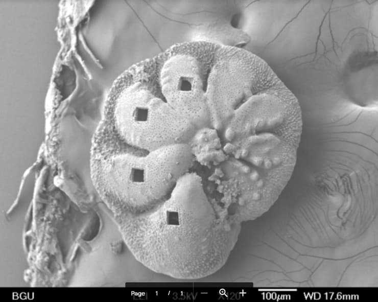    צילום מיקרוסקופ אלקטרונים של פורמיניפר מהחוף הישראלי מראה חורים של לייזר לביצוע מדידות הגיאוכימיות של ריכוזי מתכות בשלד
