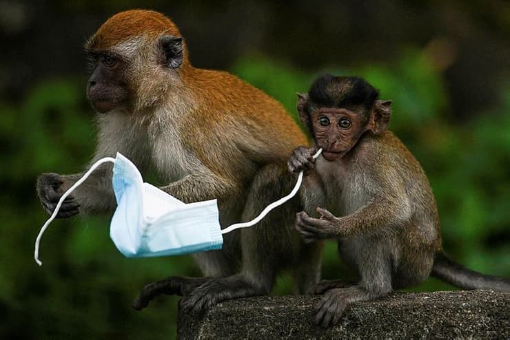 קופים עם מסכה במלזיה