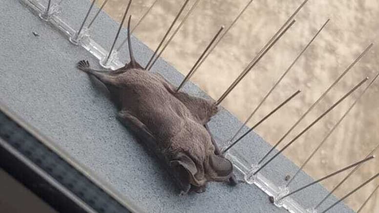 עטלף אשף שנפגע ממלכודת יונים בבאר שבע