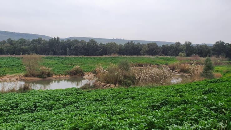 תעלת הירדן המזרחית בחלק ששוקם, השבוע