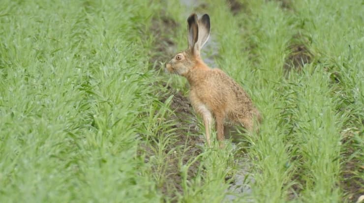 השבה לטבע של ארנבת שדה בשדות עמק יזרעאל