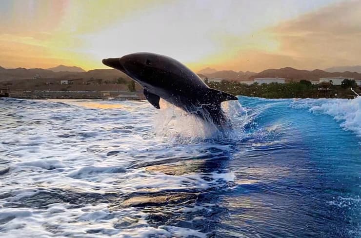 דולפין במפרץ אילת