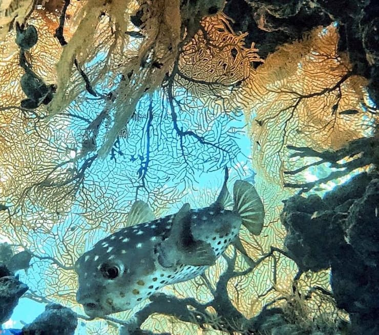 שמורת האלמוגים במפרץ אילת