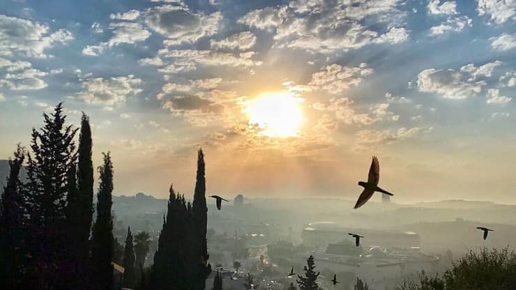 ציפורים בזריחה בשכונת מלחה בירושלים