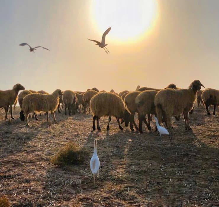 כבשים בהרי ירושלים