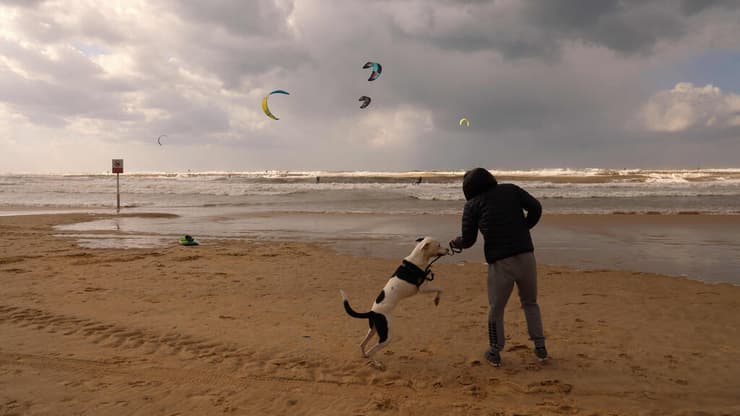 טיול עם כלב ב חוף תל אביב מזג אוויר מטיילים