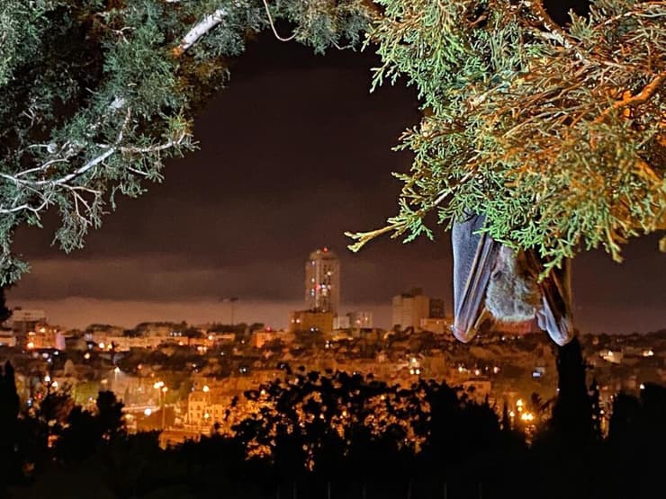 עטלף בגן הוורדים בירושלים