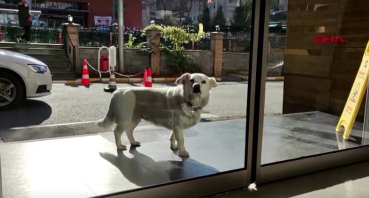 הכלבה מחכה לבעליה מחוץ לבית החולים