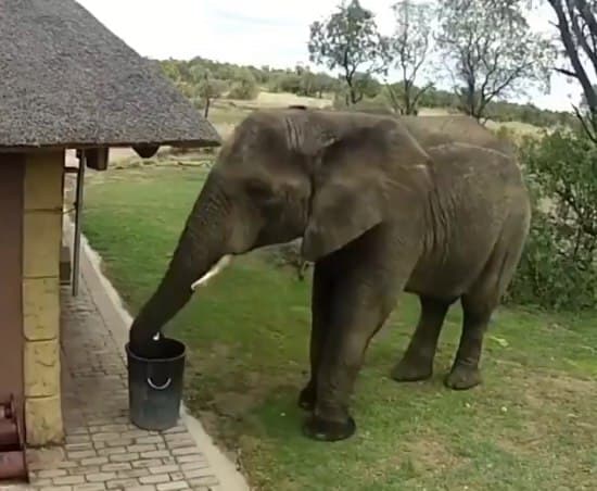 הפיל שמנקה את הסביבה שלו בטנזניה