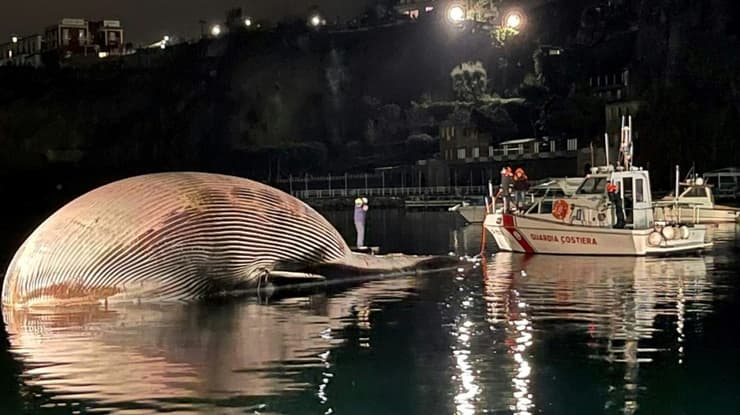 גווית לוויתן מצוי שנמצאה לחופי איטליה