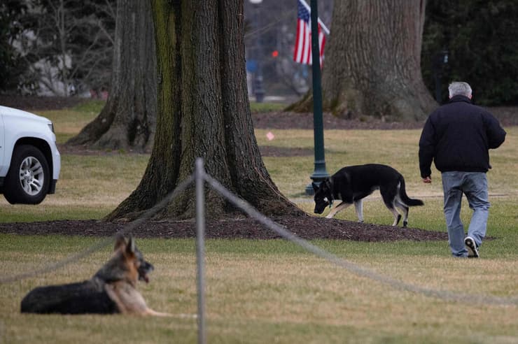 ארה"ב מייג'ור ו צ'אמפ ה כלבים של ג'ו ביידן הגיע ל בית הלבן