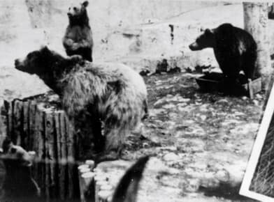 דובים בגן החיות של ה SS ומשתפי הפעולה טרבלינקה