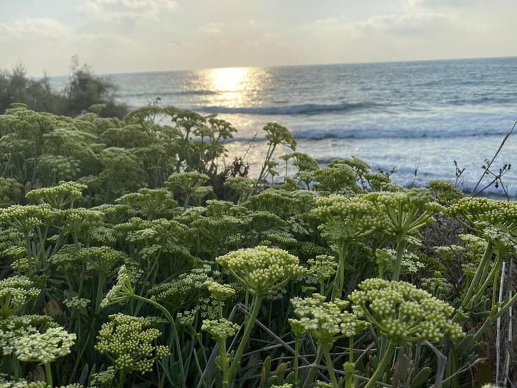 פרחי קריתמון ימי מול השקיעה בחוף קיסריה