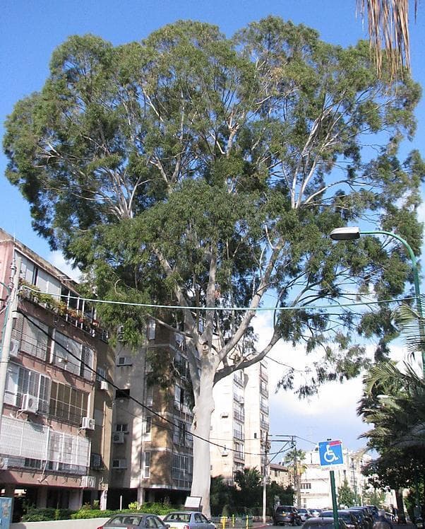 העץ הגבוה בישראל, הנמצא בפתח תקווה
