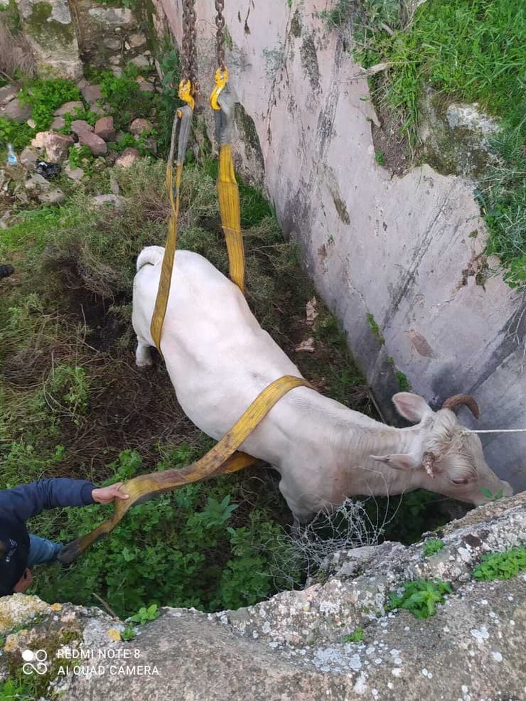 חילוץ פרה שנלכדה סמוך לטבריה