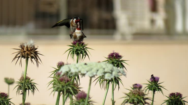 זוג חוחיות בהזדווגות