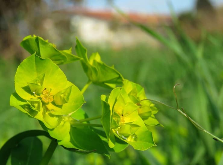 חלבלוב השמש בזכרון יעקב