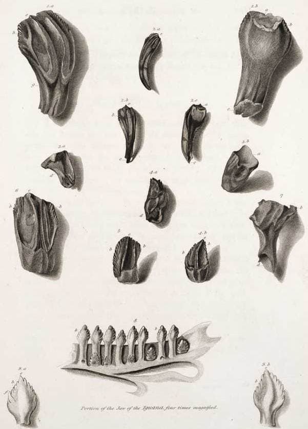 שיני דינוזאורים שמצא מנטל ולסת של איגואנה בת זמננו