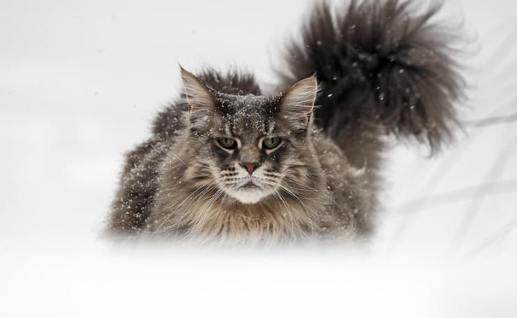 אירופה סופה שלג שלגים מזג אוויר ב גלזנקירשן גרמניה חתול בשם לואי