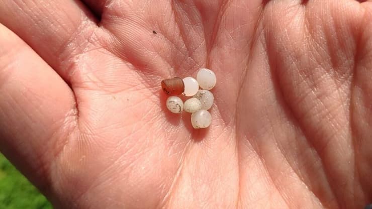 כדוריות פלסטיק קטנות שנמצאו בקישון