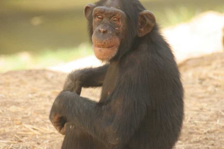 ירון השימפנזה