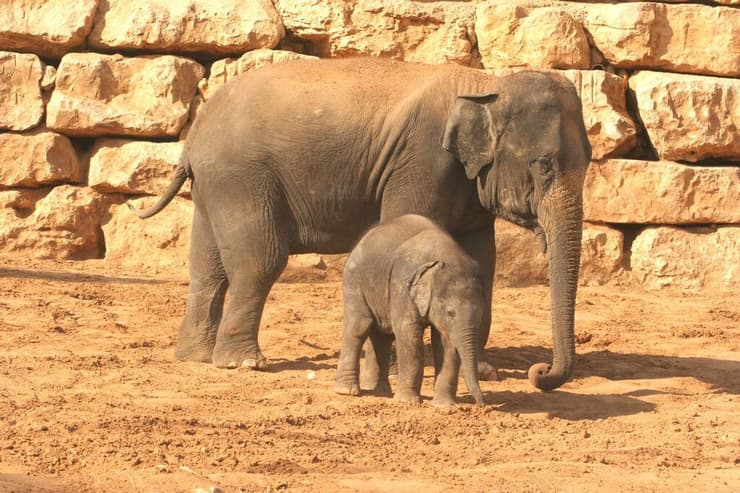 גבי הפיל יחד עם אמו תמר לפני שעבר לטורקיה