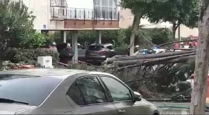 פינוי העץ שנפל על רכב בראשון לציון