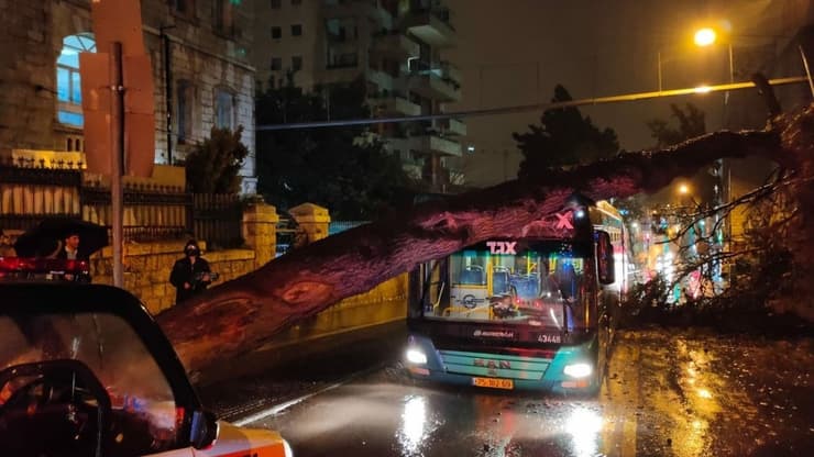 עץ קרס על אוטובוס ברחוב קינג ג'ורג' בירושלים
