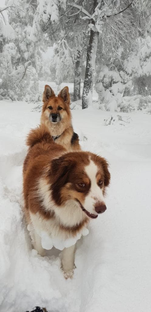 יוגה וגרייסי נהנות בשלג של צפון הגולן
