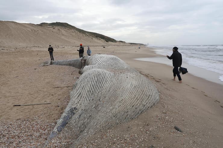 פגר לווייתן בחוף ניצנים