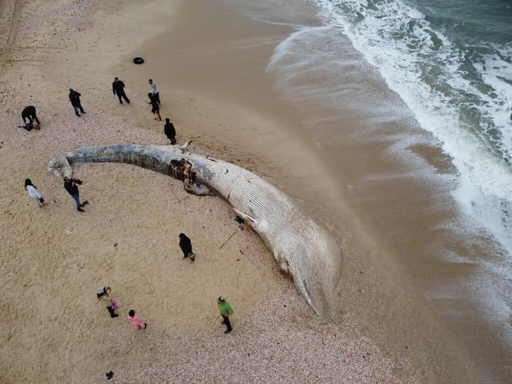 פגר לווייתן בחוף ניצנים