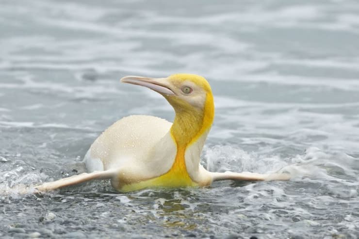הפינגווין הצהוב