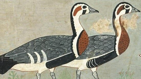 אווזי מיידום מצרים העתיקה אווז שנכחד