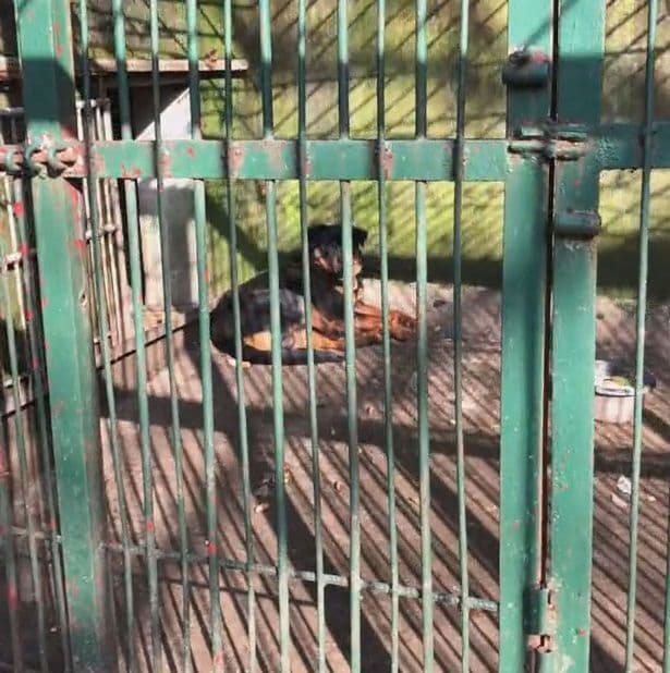 גן חיות שיאנינג סין הציבו כלב בכלוב של זאב