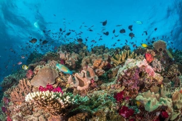 העולם התת ימי מתאושש באיי פיג'י
