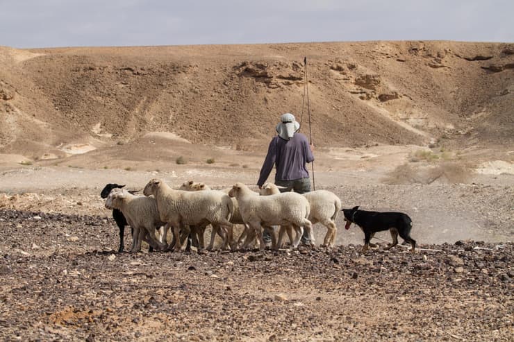 רועים צאן בצופר שבערבה