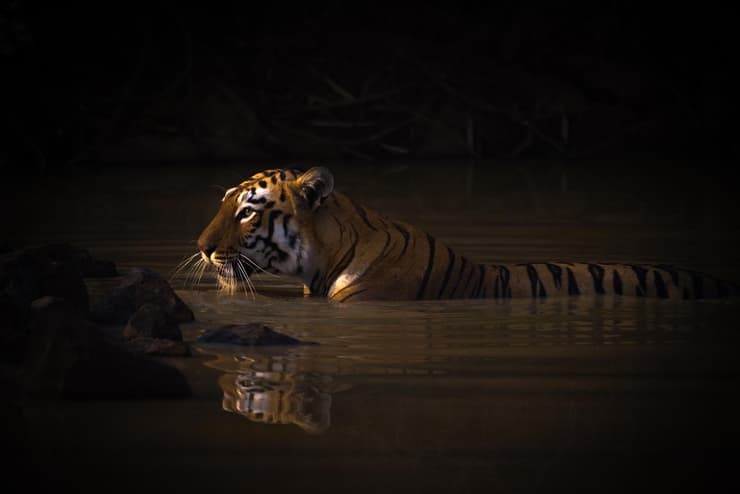 מקום 1 | Bengal tiger with catchlight in water hole