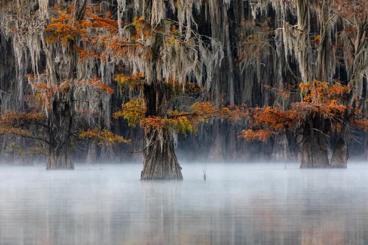 Mist at the swamp