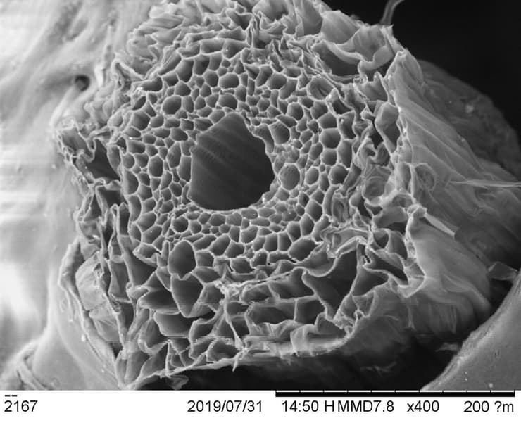 צילום מיקרוסקופי של החיטה