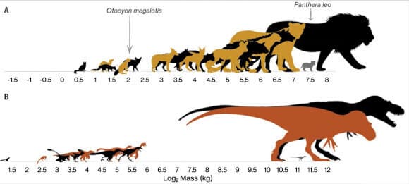 יש בתיעוד המאובנים דינוזאורים גדולים מאוד וקטנים – מה שכמעט ואין הוא דינוזאורים בגודל ביניים. אילוסטרציה של הפער הקיים בין הדינוזאורים, לעומת רצף הגדלים של יונקים טורפים בדרום אפריקה של ימינו