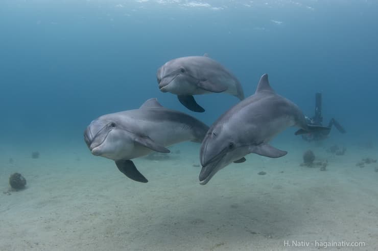 דולפינים מריף הדולפינים שבאילת