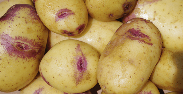 תפוחי אדמה - נשיקות